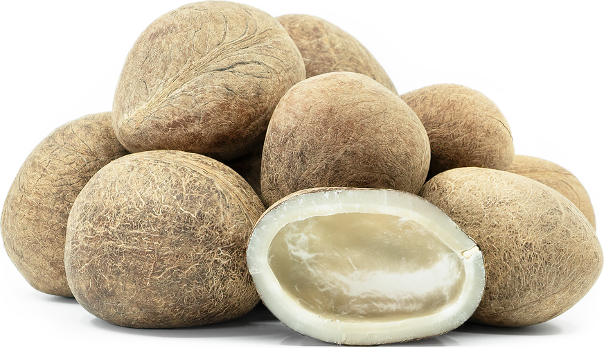 WHOLE DRIED COCONUT 2PCS